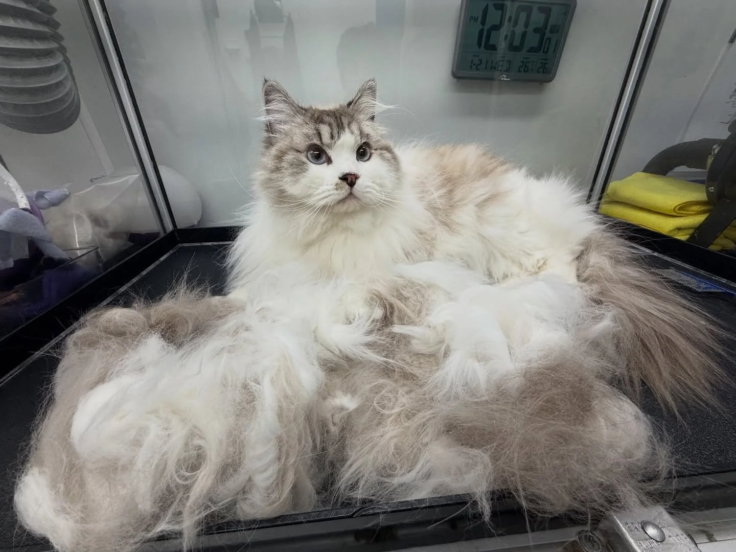 A long-haired cat on the grooming table beside the pile of loose coat combed out in a single full groom.