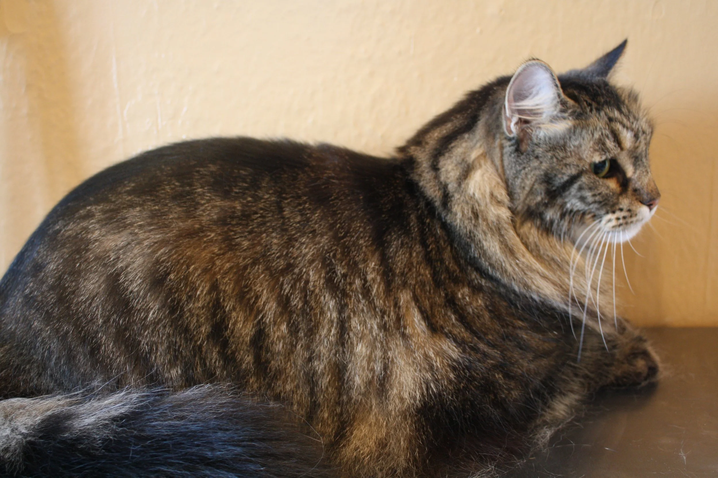 The same tabby after a full coat groom, coat smooth and combed out.