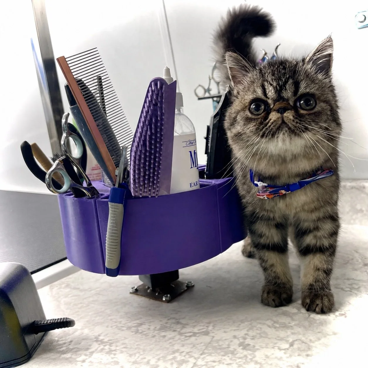 A freshly groomed dilute tortie sitting tall in a plaid bow, calm and clean.