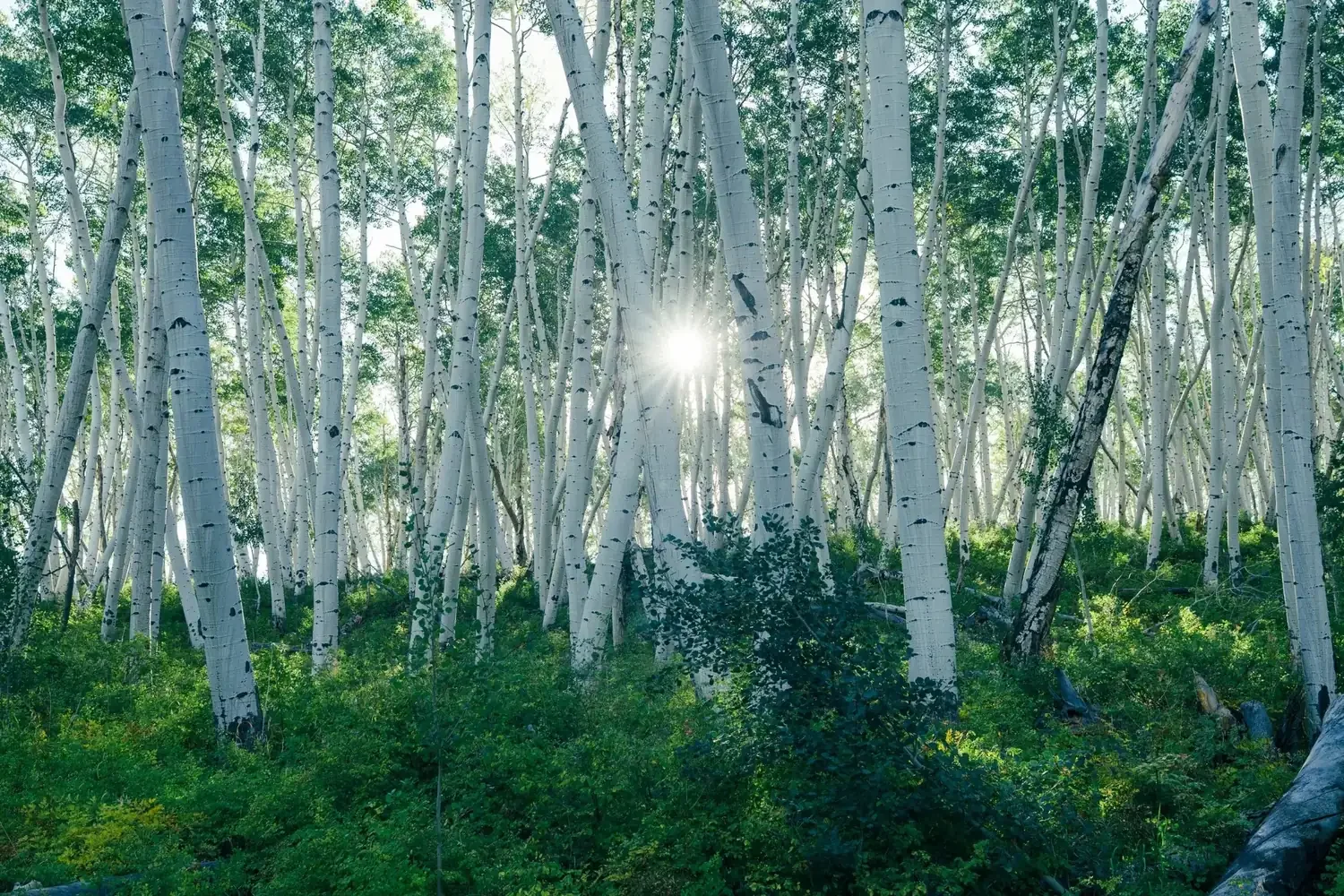 Sunlight filtering through an aspen grove