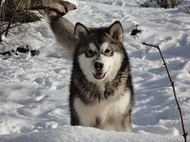 Inupiak Vlci Severu