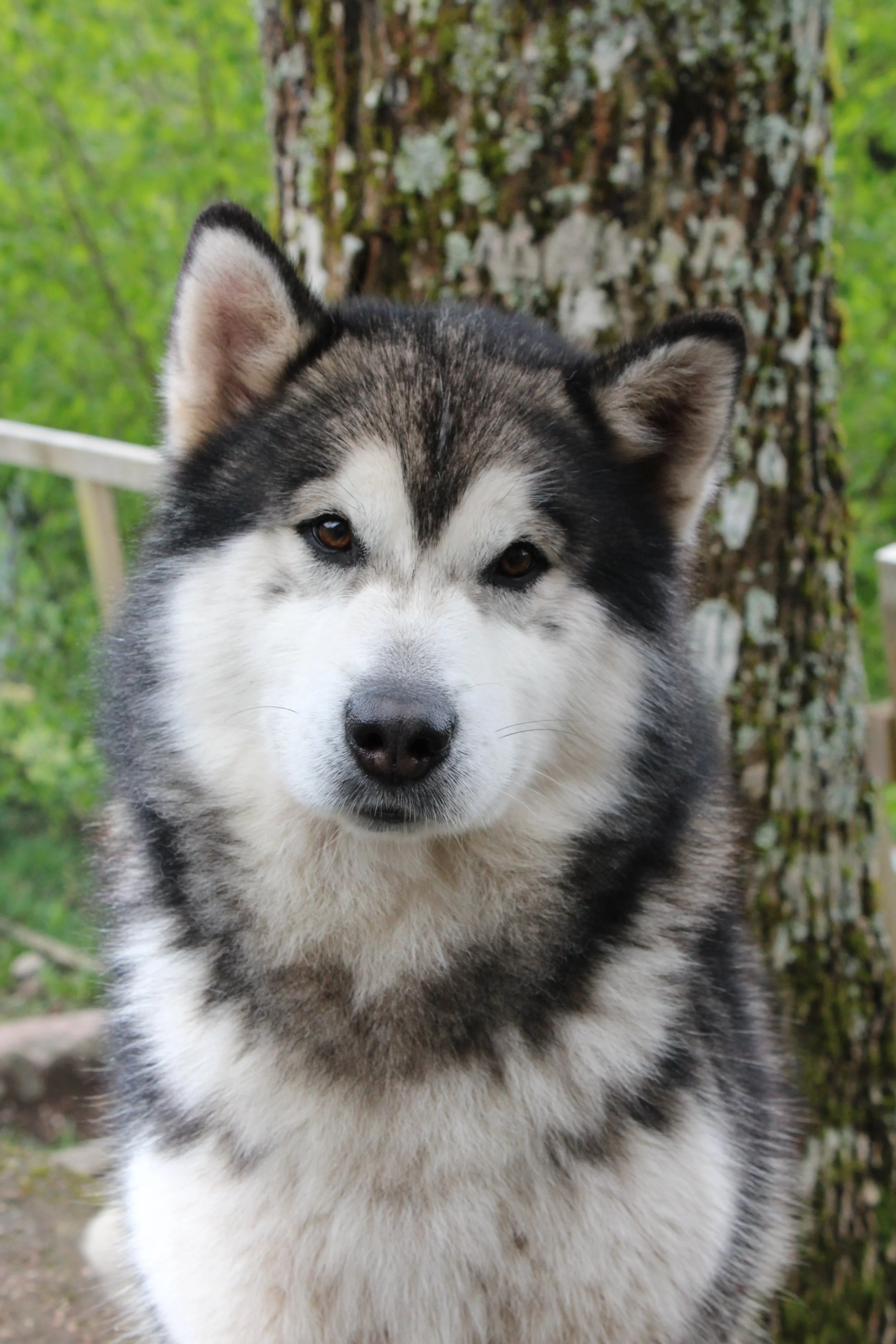 CH. Nanook Of Legends Inupiak