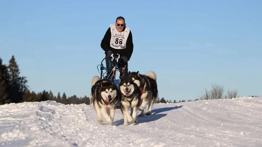 Accueil chiens