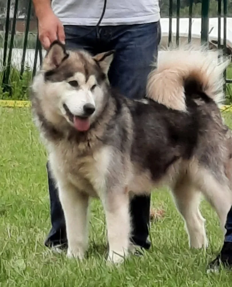 Polar Star Phoenix Of Legends Inupiak