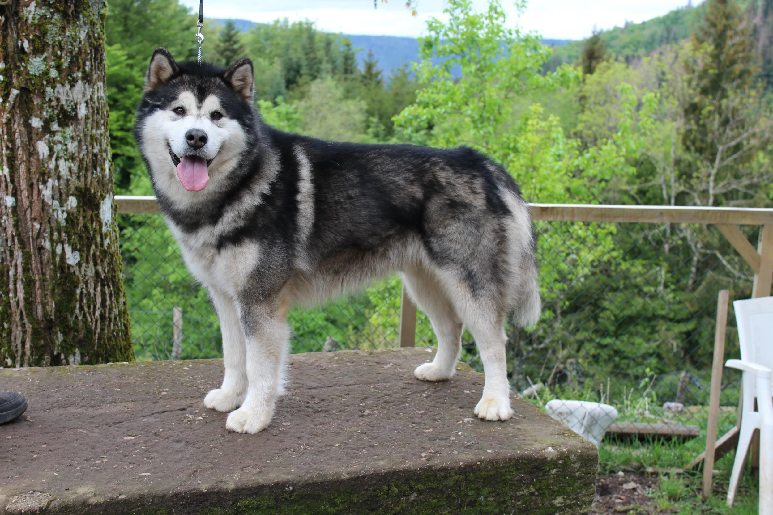 CH. Nuurvik Of Legends Inupiak