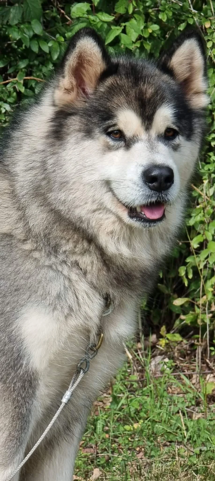 CH. Mystik Of Legends Inupiak