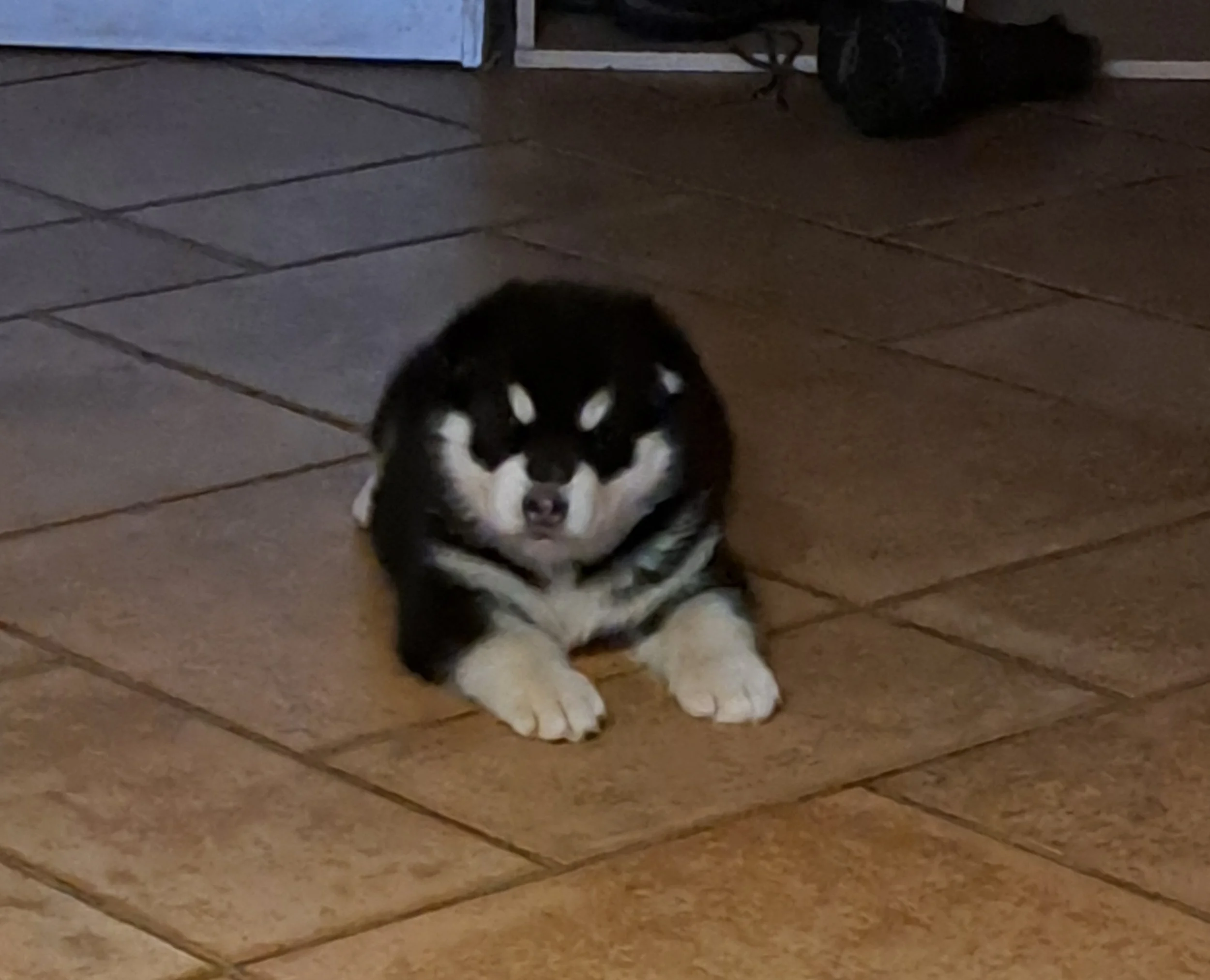 Atlas