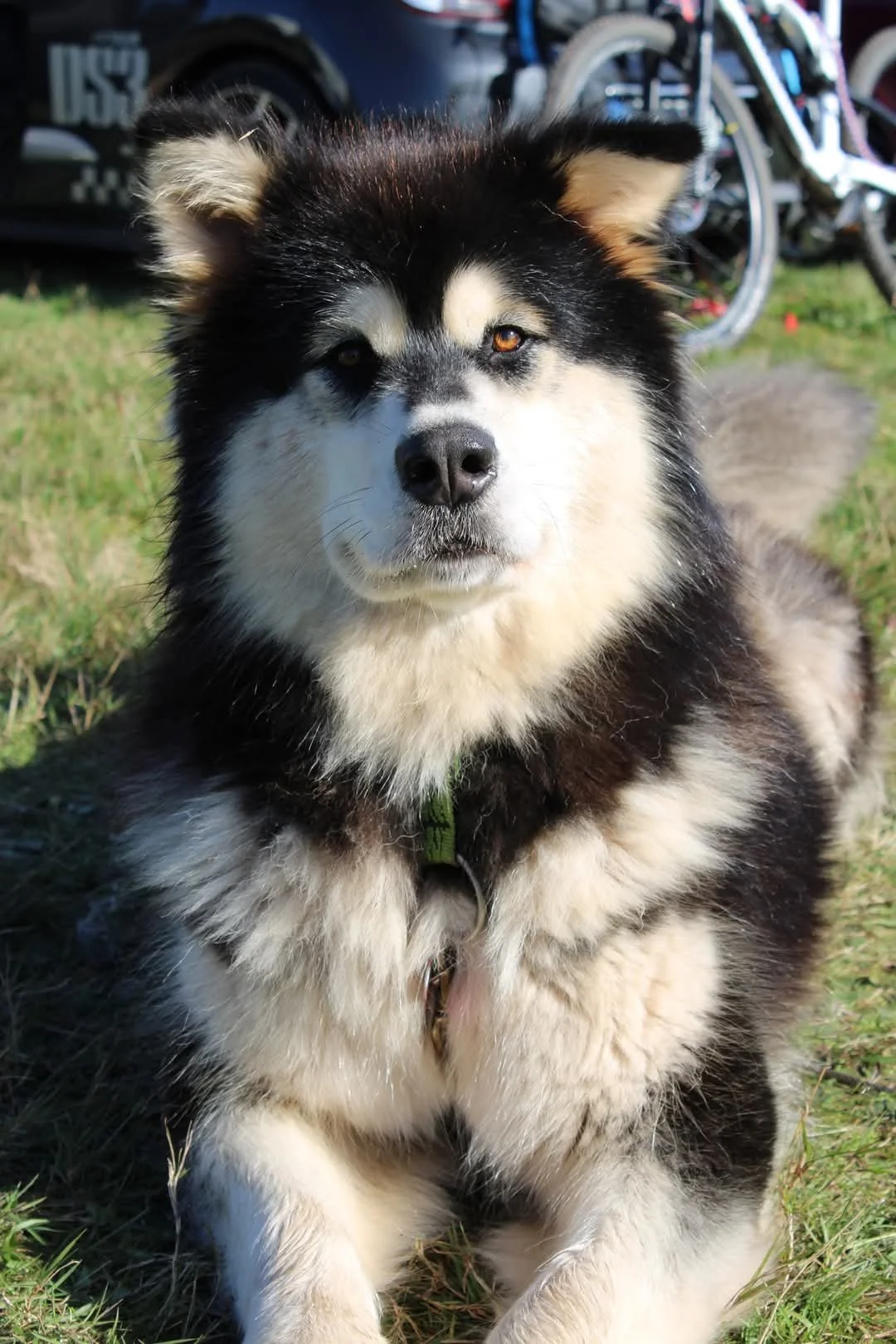 Tala Of Legends Inupiak