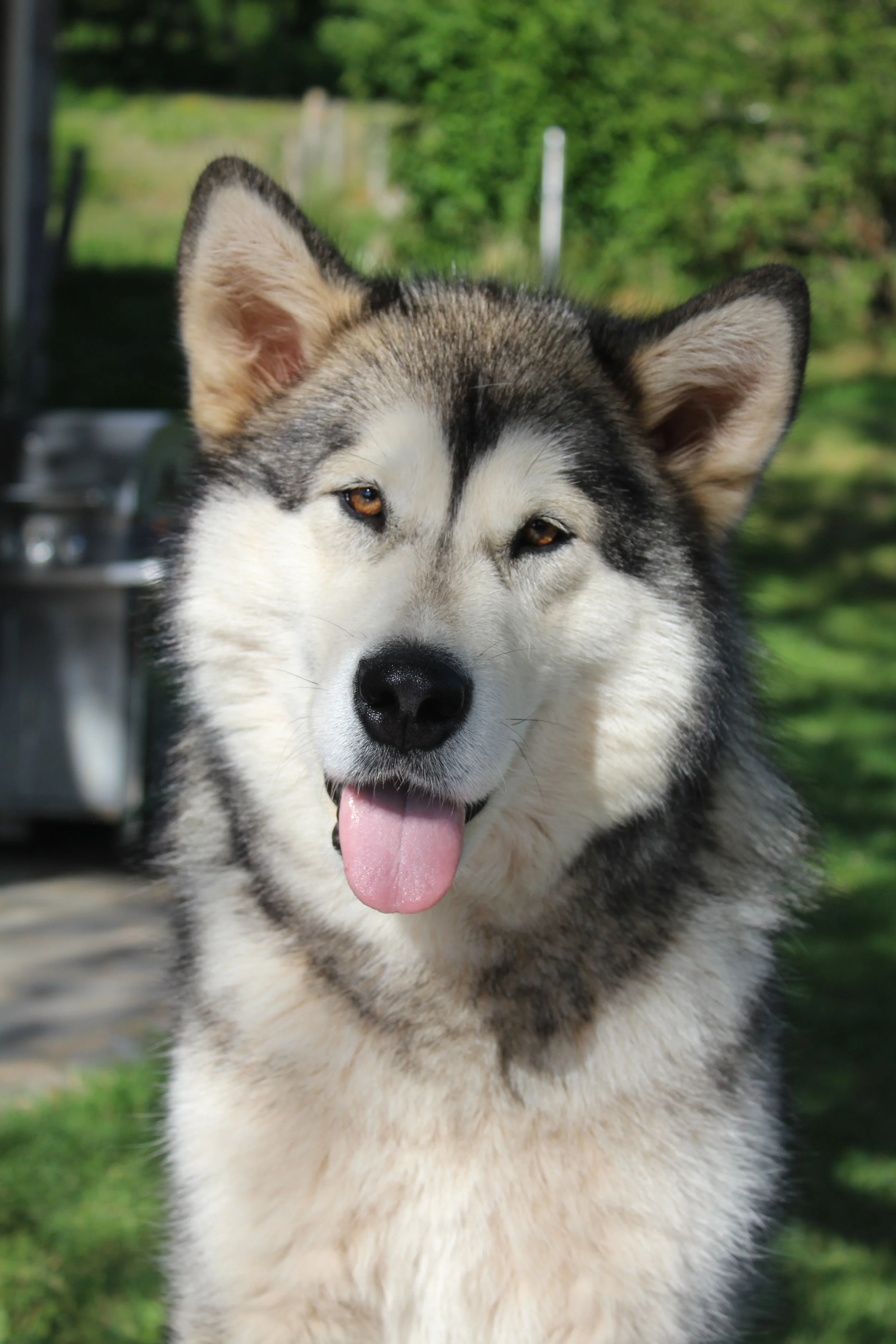 Maggie