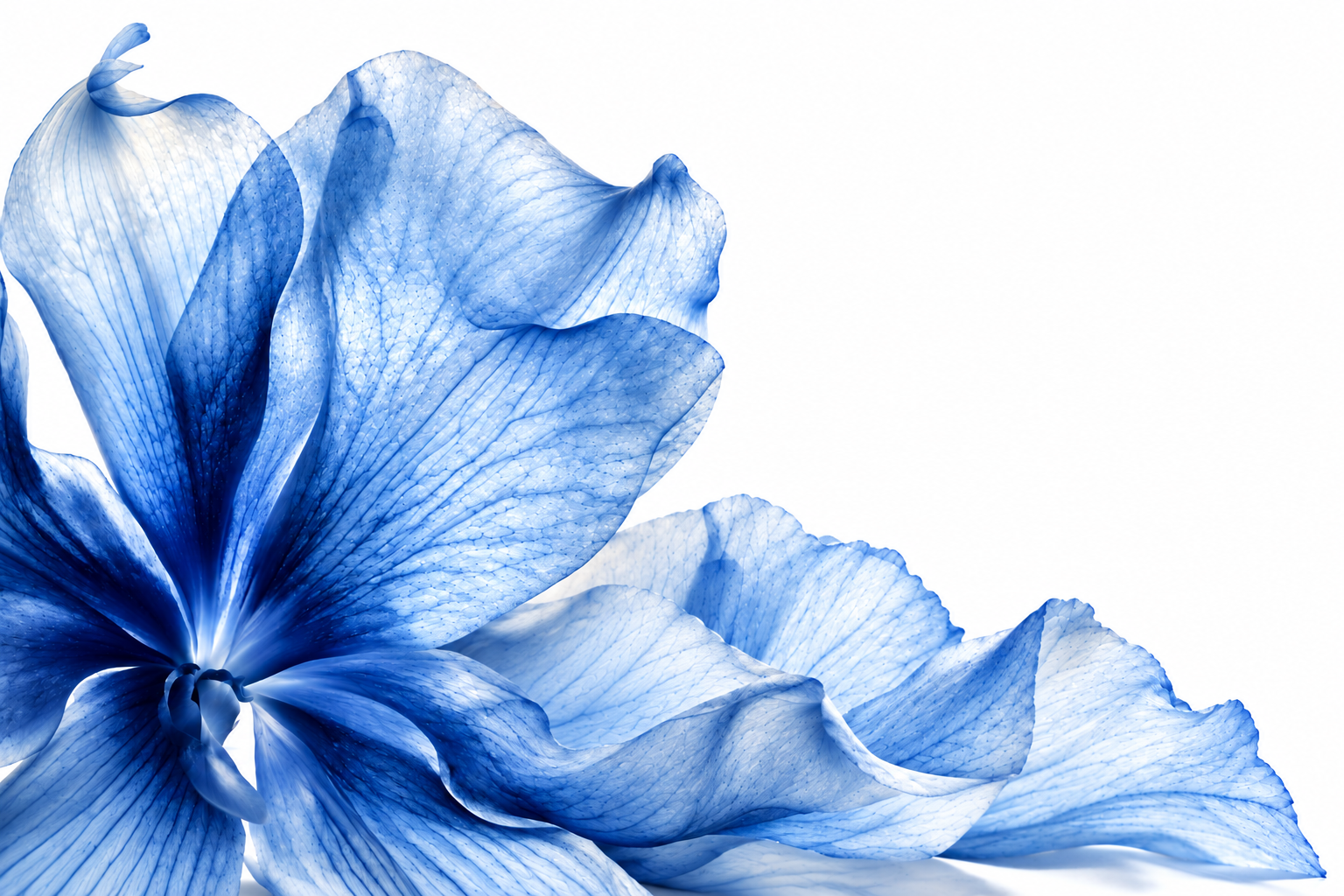 Translucent blue flower sweeping from the left across a white background