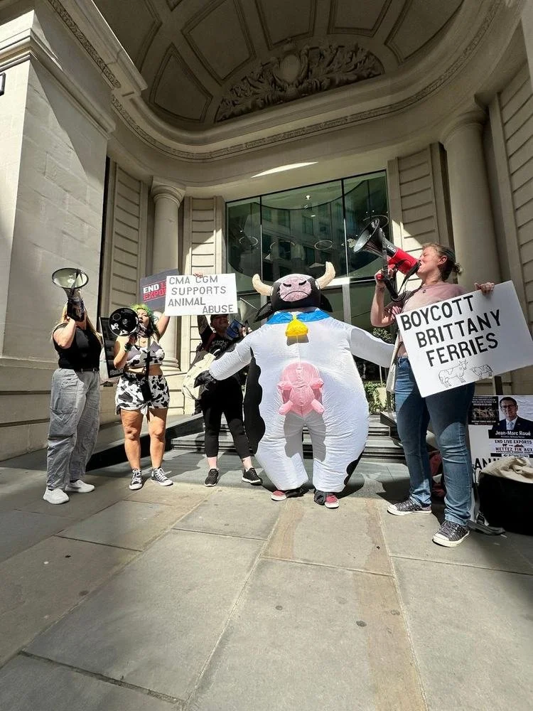 Activist in an inflatable cow costume with protesters holding megaphones and a Boycott Brittany Ferries sign