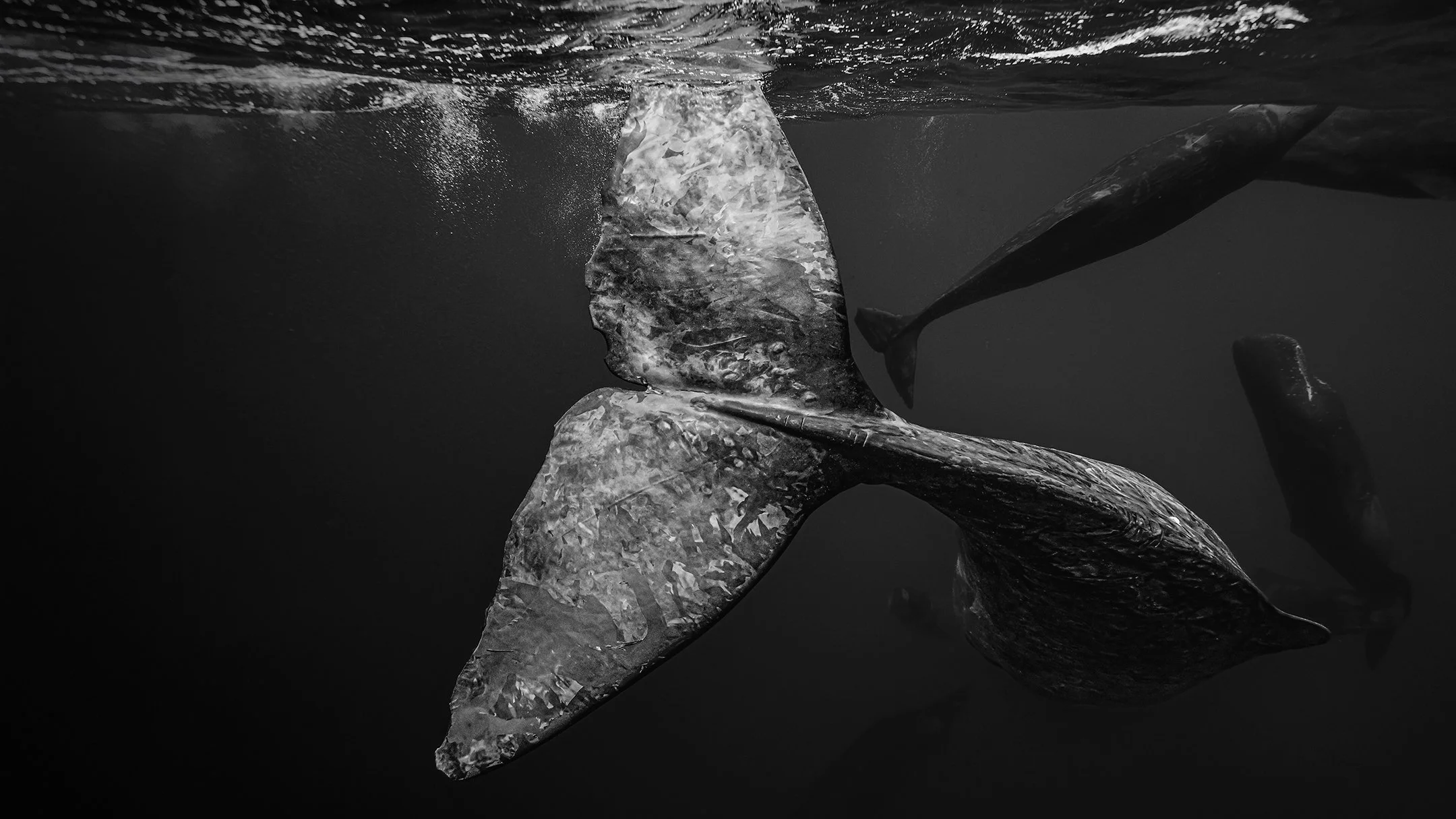 Ocean expedition