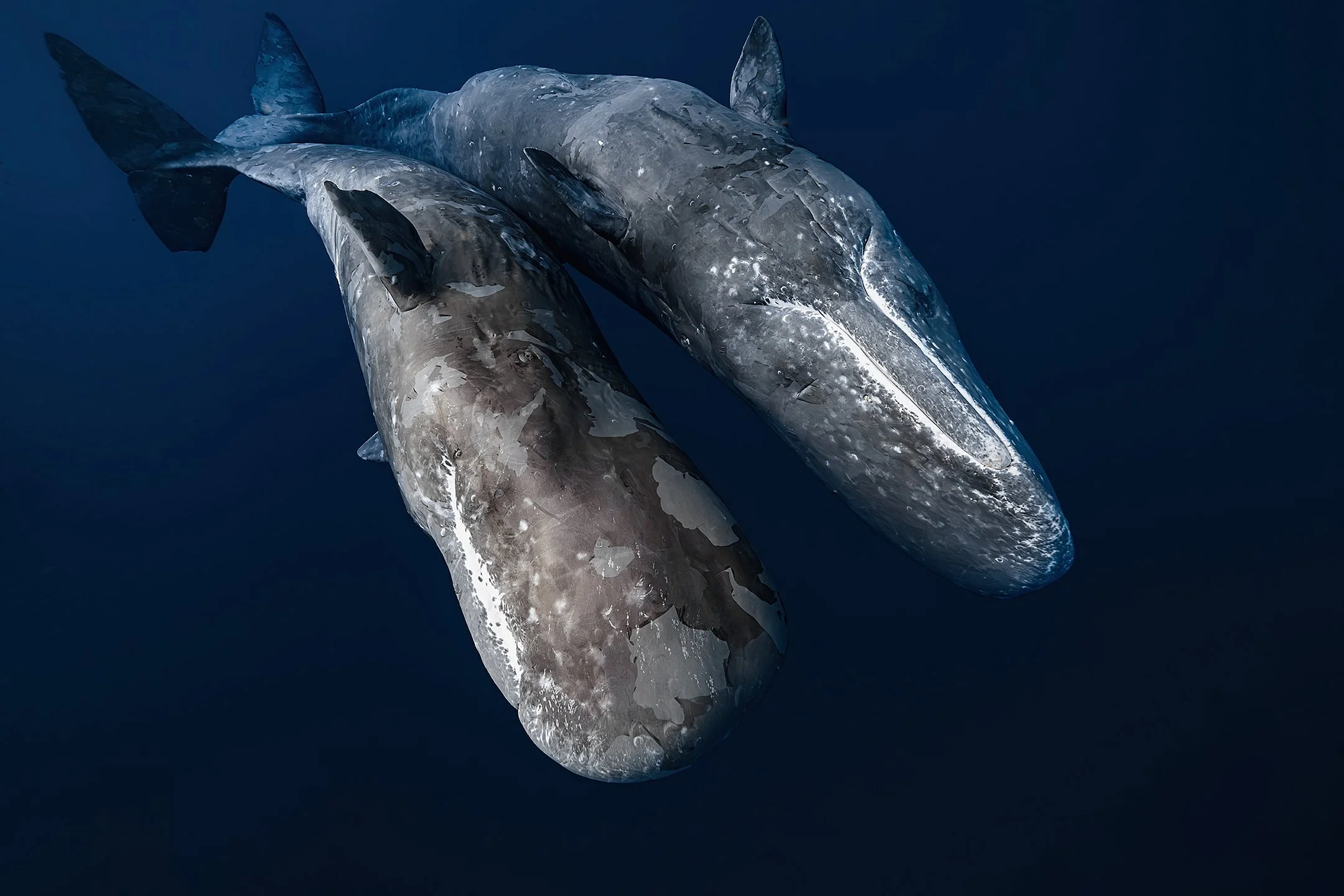 Underwater whale encounter