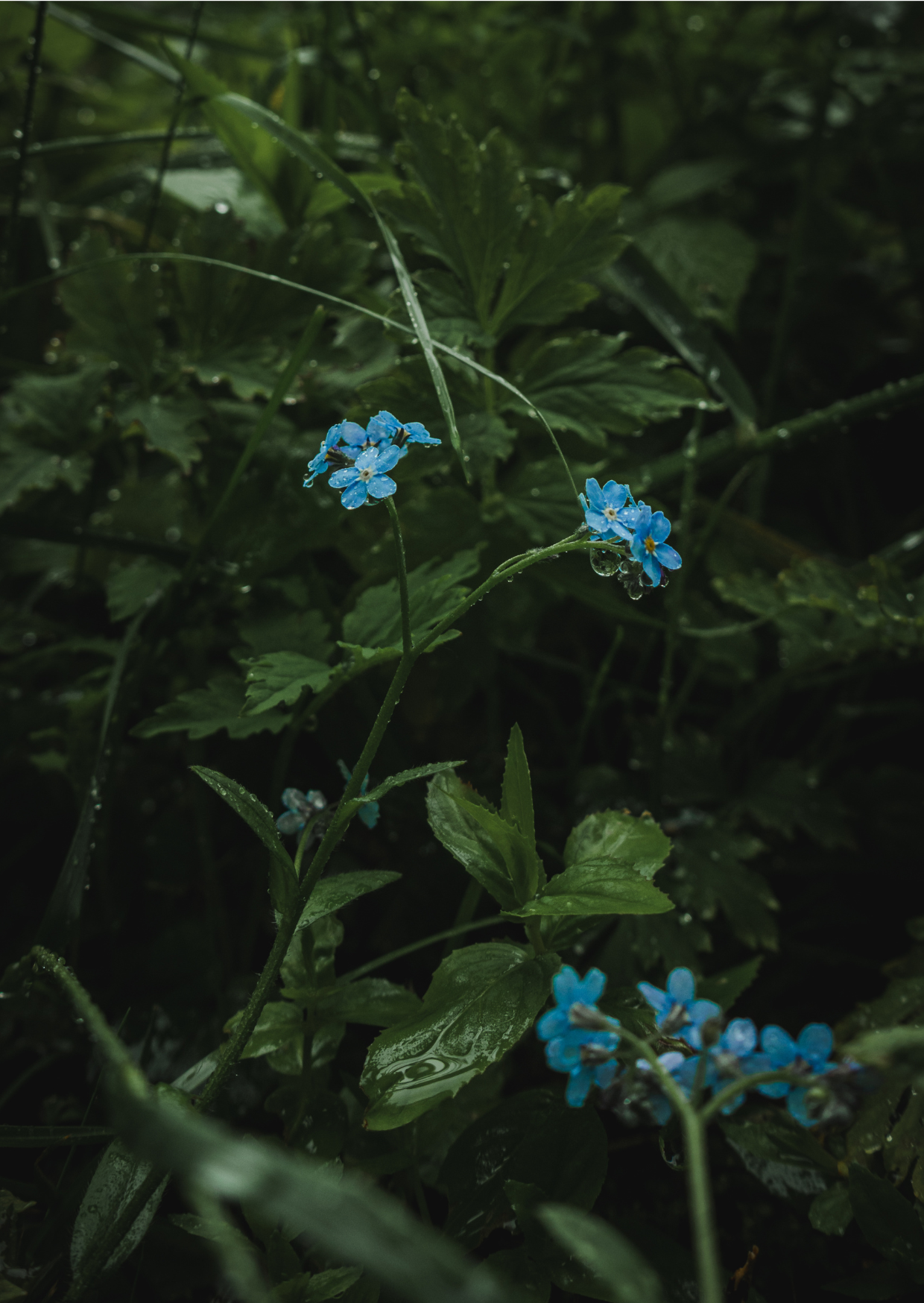 Whispers in Blue