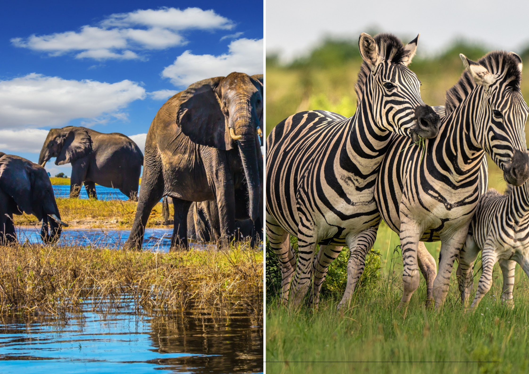 The best of Southern Africa