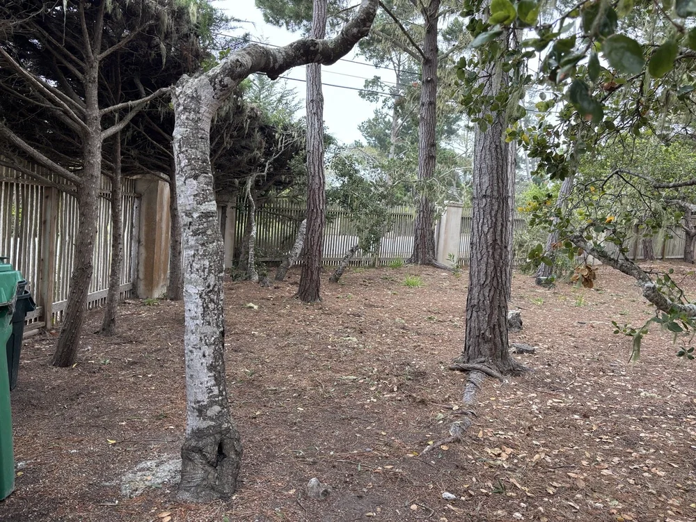 The yard between the trees after Junk Boys removed the branch pile