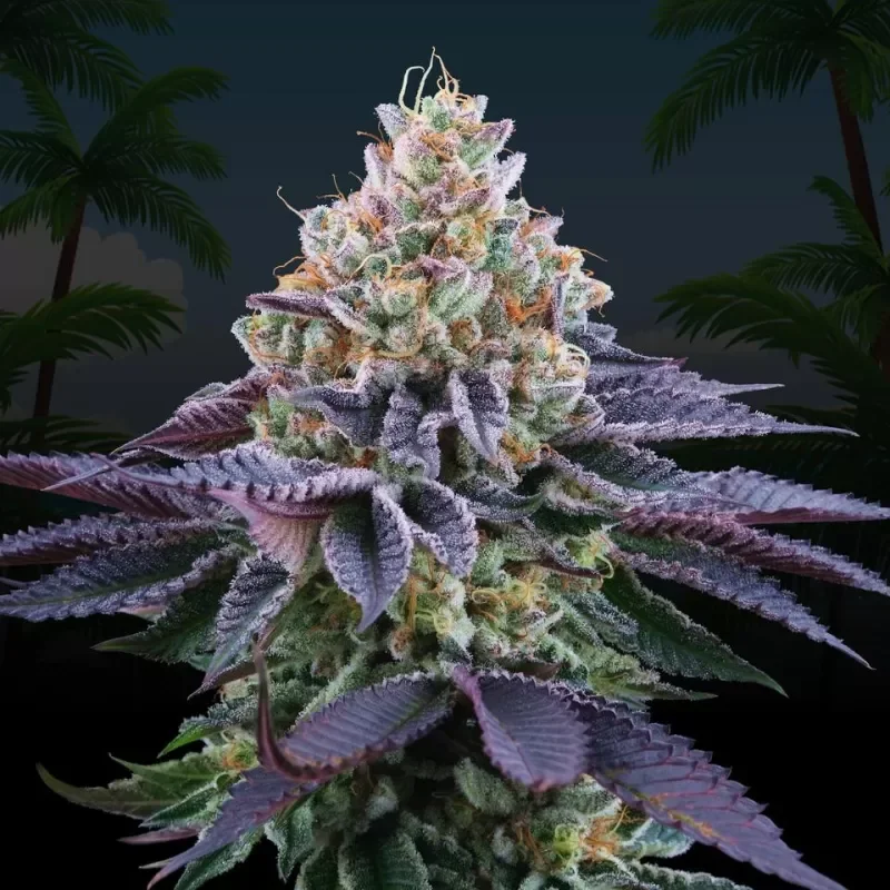 Coco Fresh