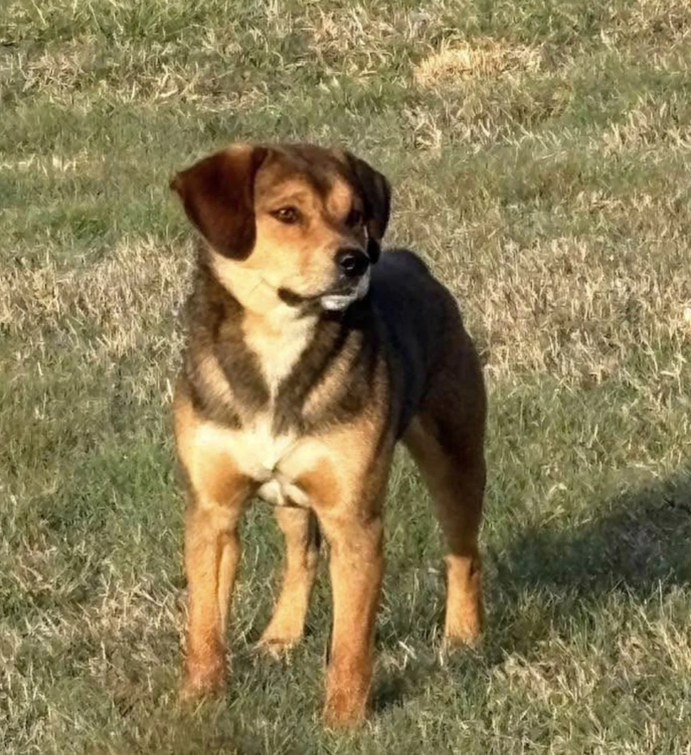 Max, found safe, photo 2