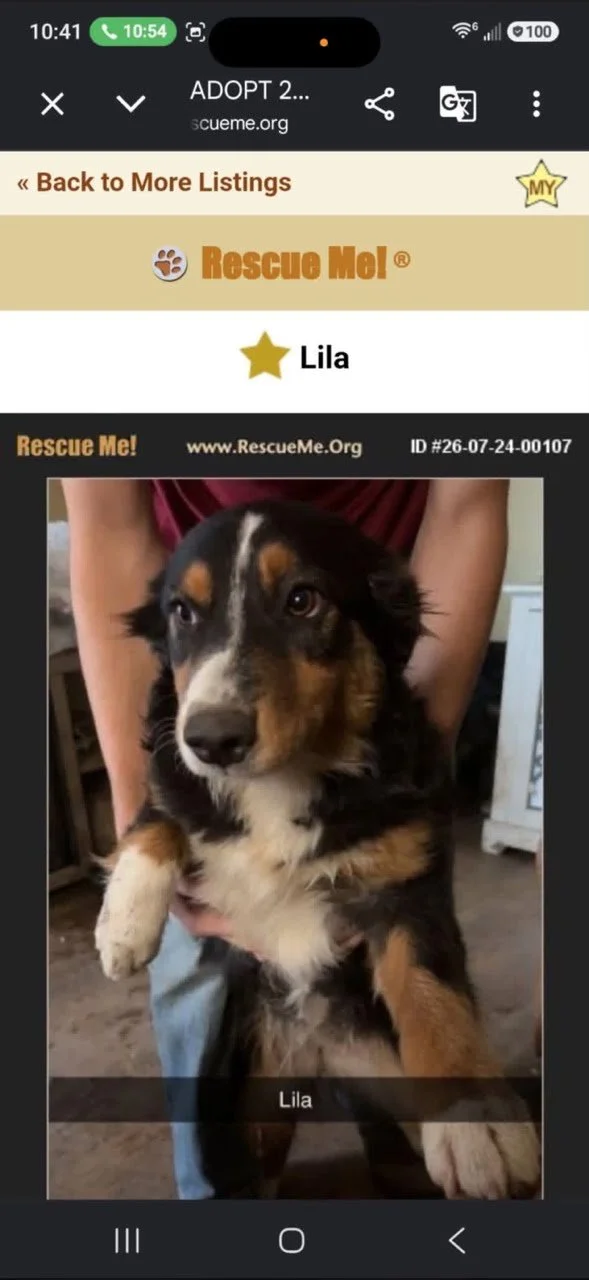 Lila, a black and brown Australian Shepherd loose since August 21, 2026 in Triadelphia, West Virginia