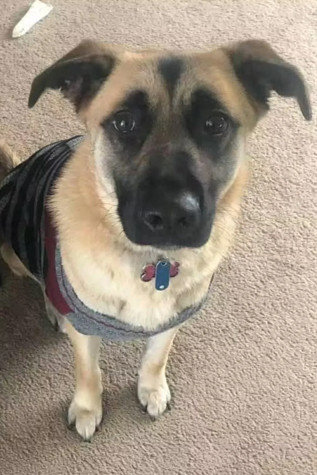 River — missing dog, Beverly, Ohio, German Shepherd mix