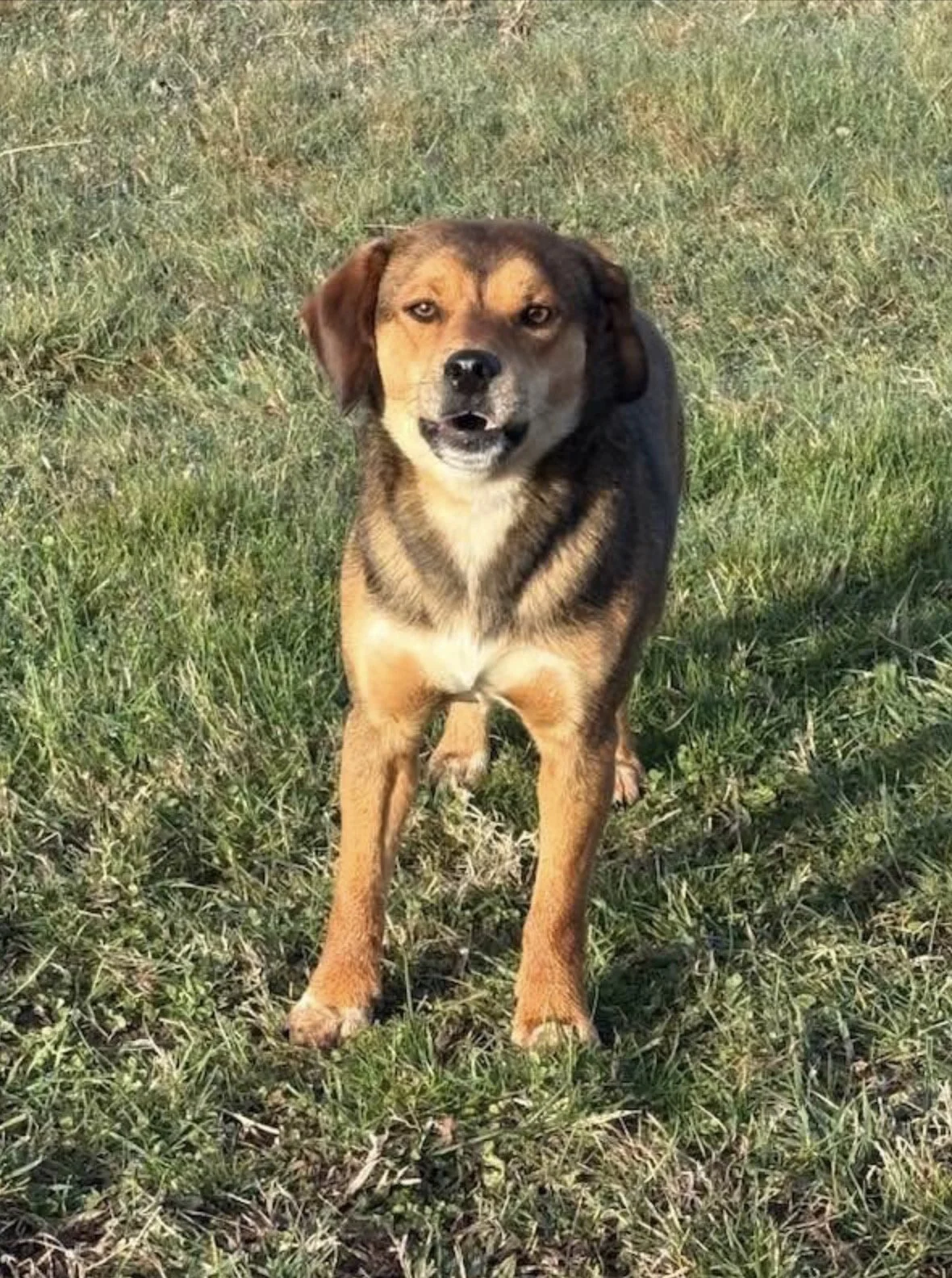 Max - photo 3