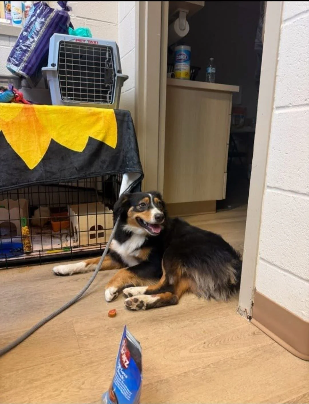 Lila resting calmly at the Humane Society after her capture