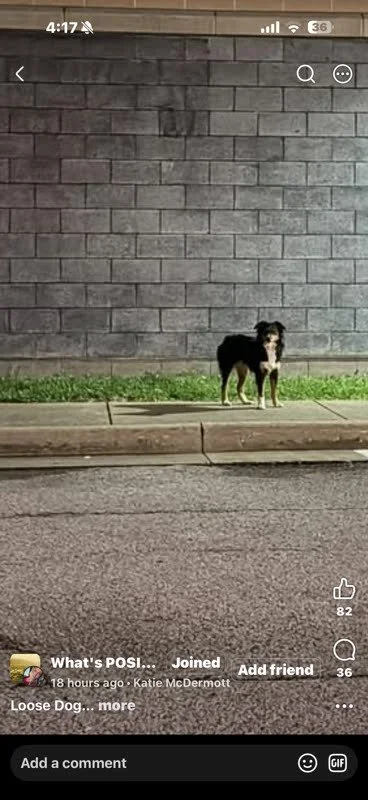 Lila, a black and brown Australian Shepherd missing at The Highlands in Triadelphia, West Virginia
