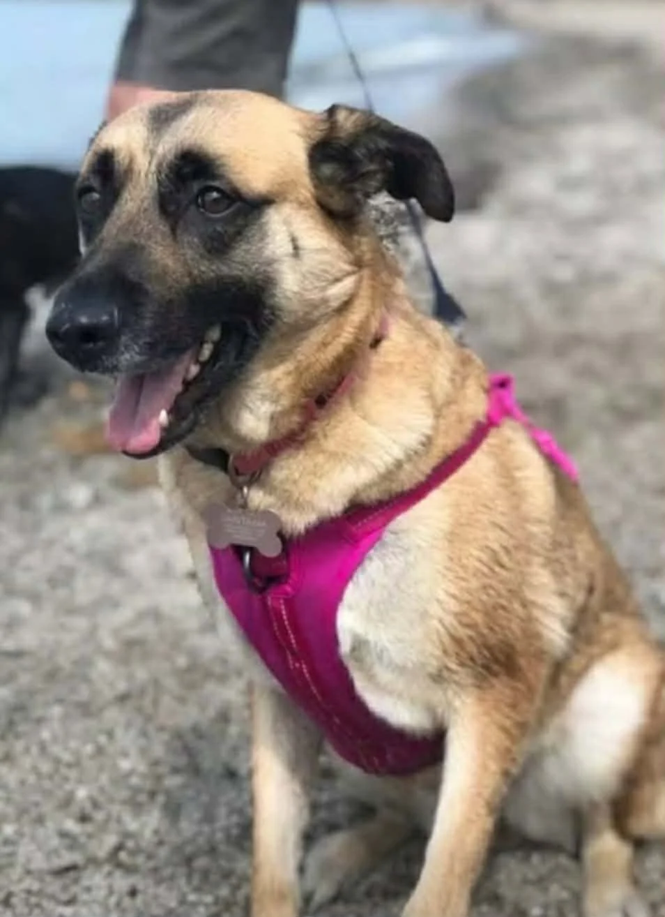 River — 6-year-old female German Shepherd mix missing from Beverly, Ohio