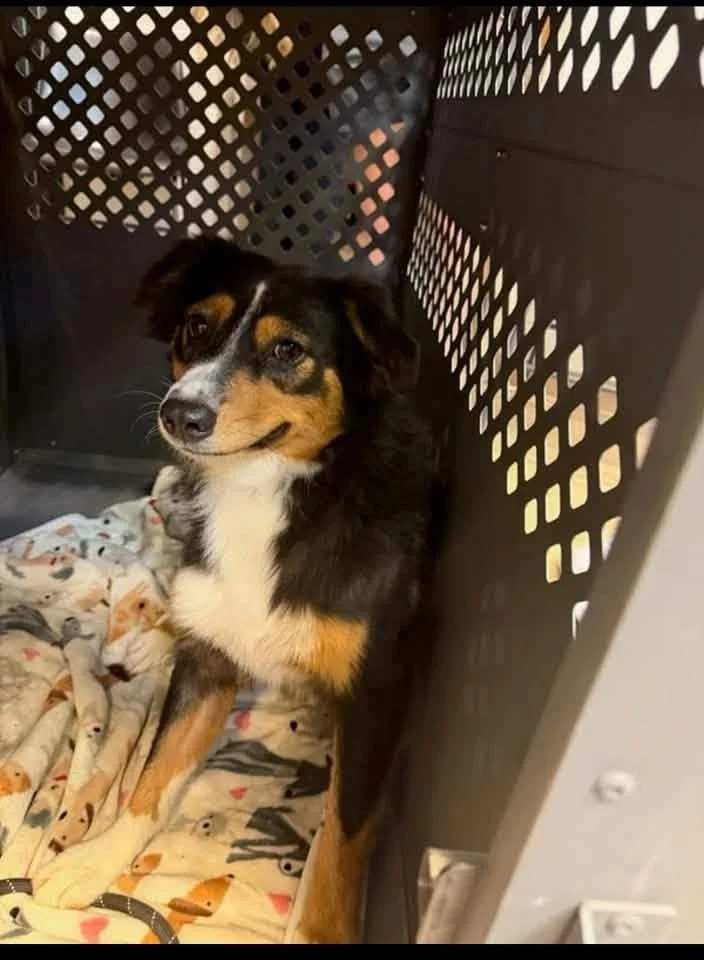 Lila in her kennel at the Humane Society, looking at the camera