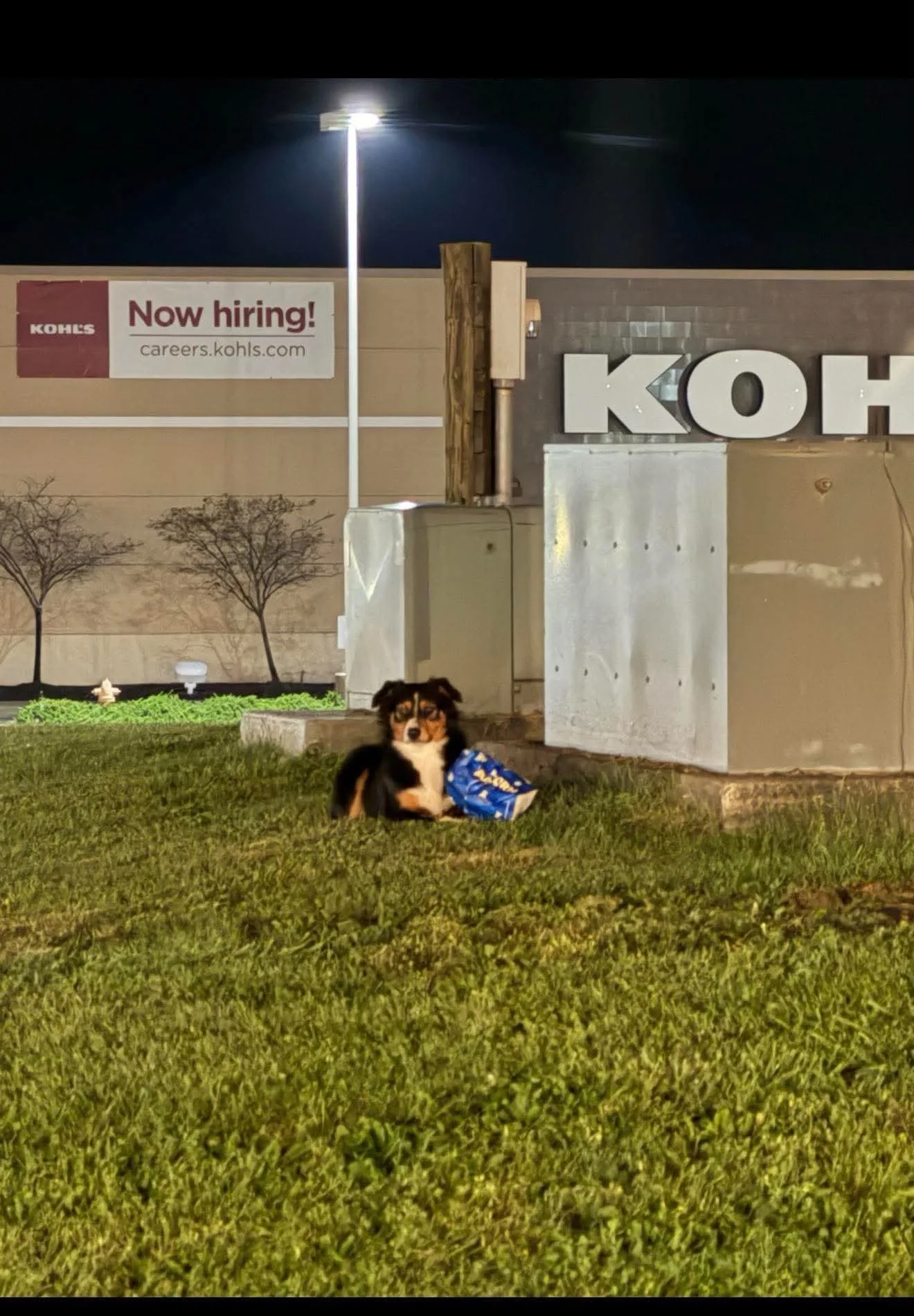 Lila lying in the grass beside a Kohl's store at The Highlands with a bag of chips, during her 40 days as a stray
