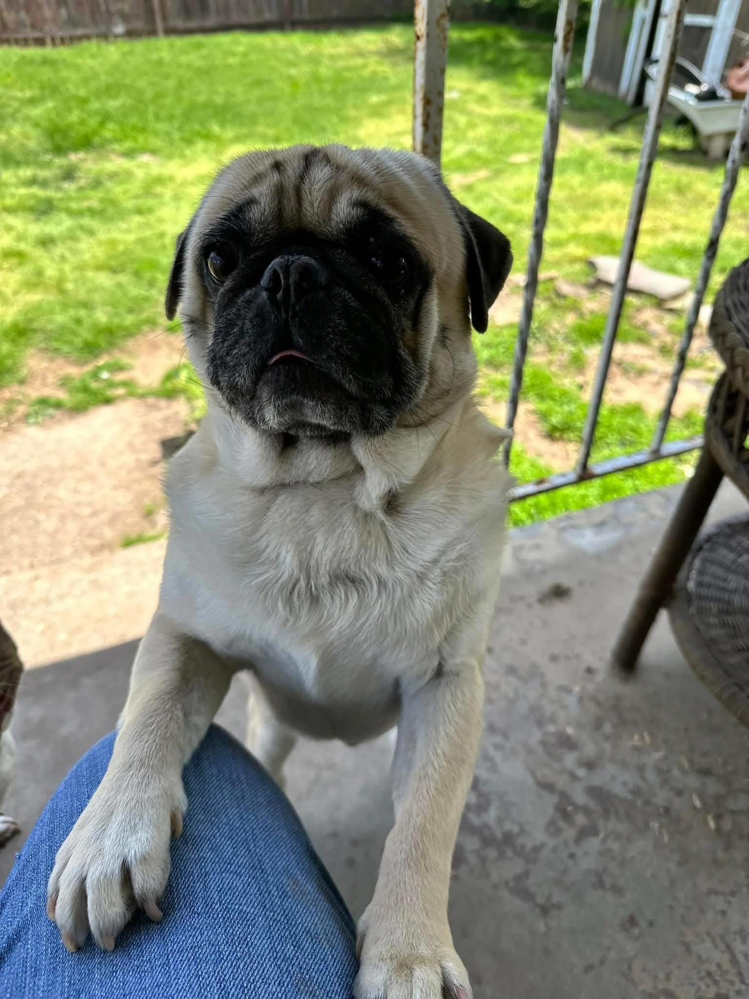 Cooper — 5-year-old fawn pug missing from Vienna, WV