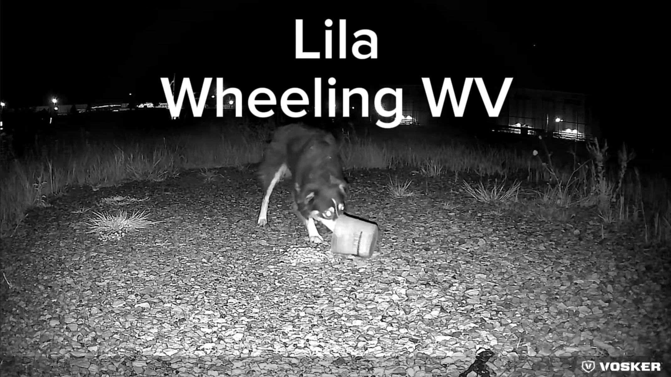 Lila eating at the Pet Search Alliance feed station, captured on a cellular trail camera