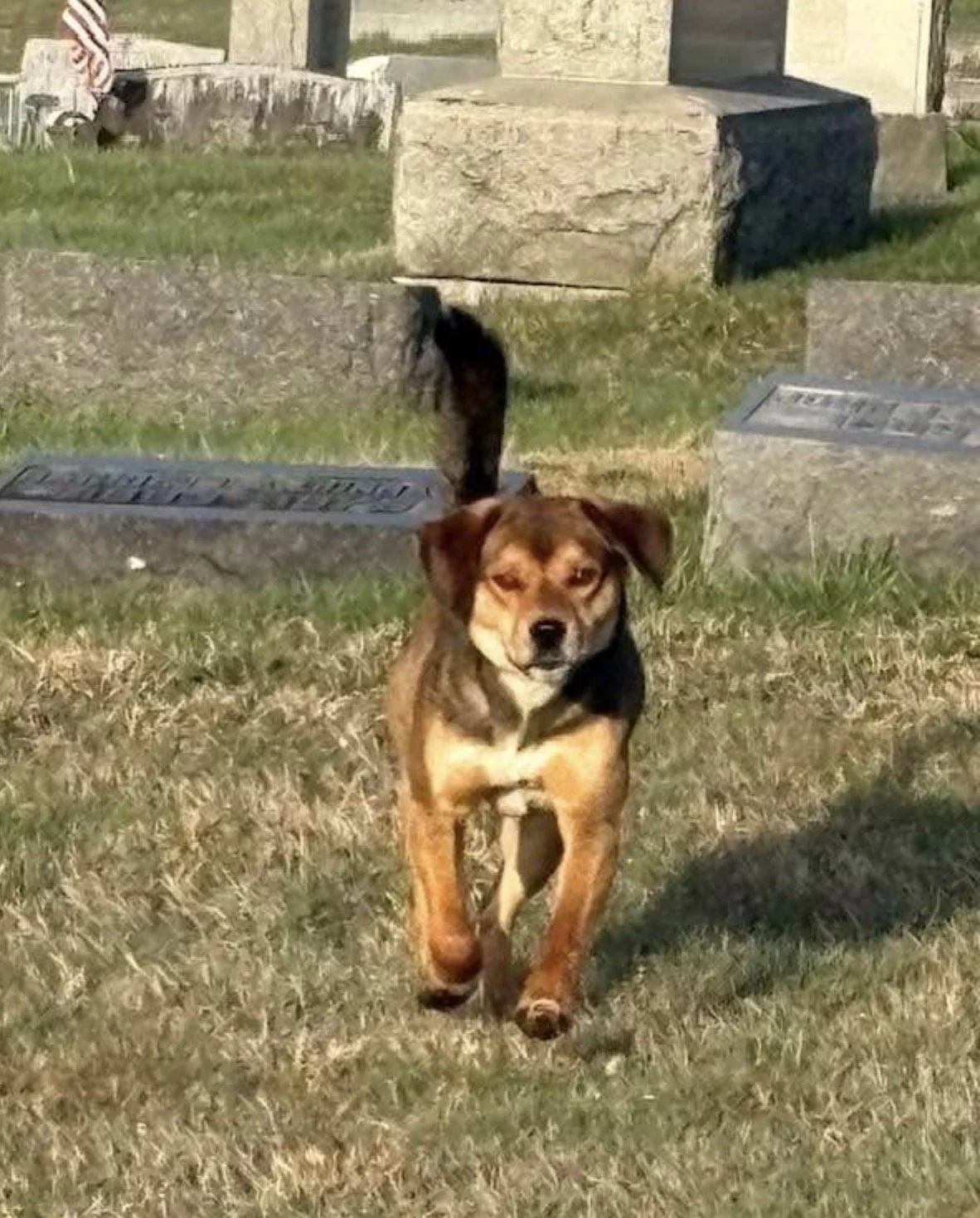 Max, found safe, photo 1