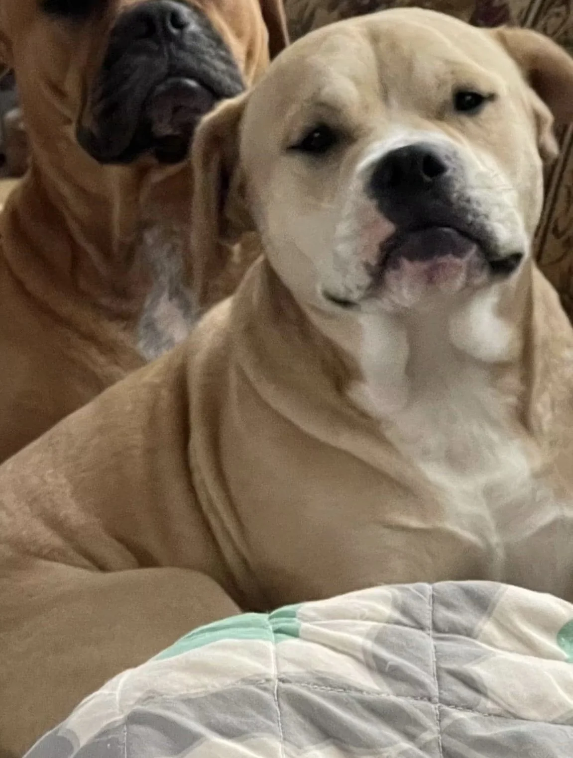 Lillie Belle, cream American Bulldog mix with white markings on her head