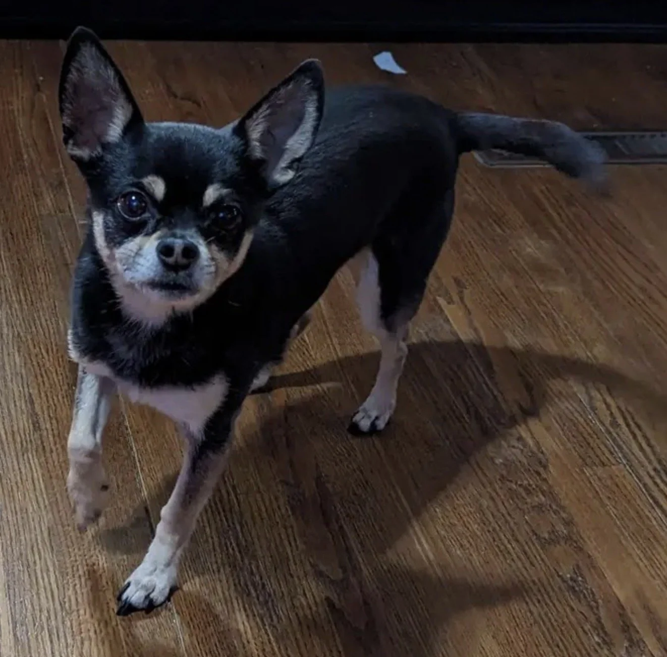 Tyrion - 14-year-old Chihuahua mix safely recovered in Parkersburg, WV