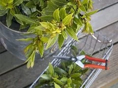 Bay leaf and rosemary are drought-tolerant herbs.