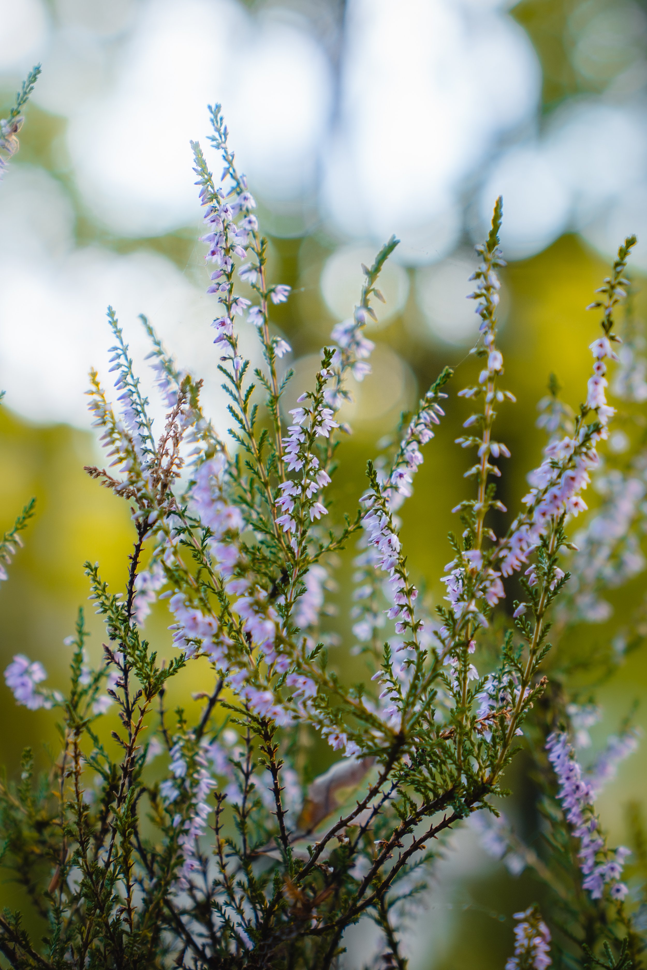 Nature Photo 8