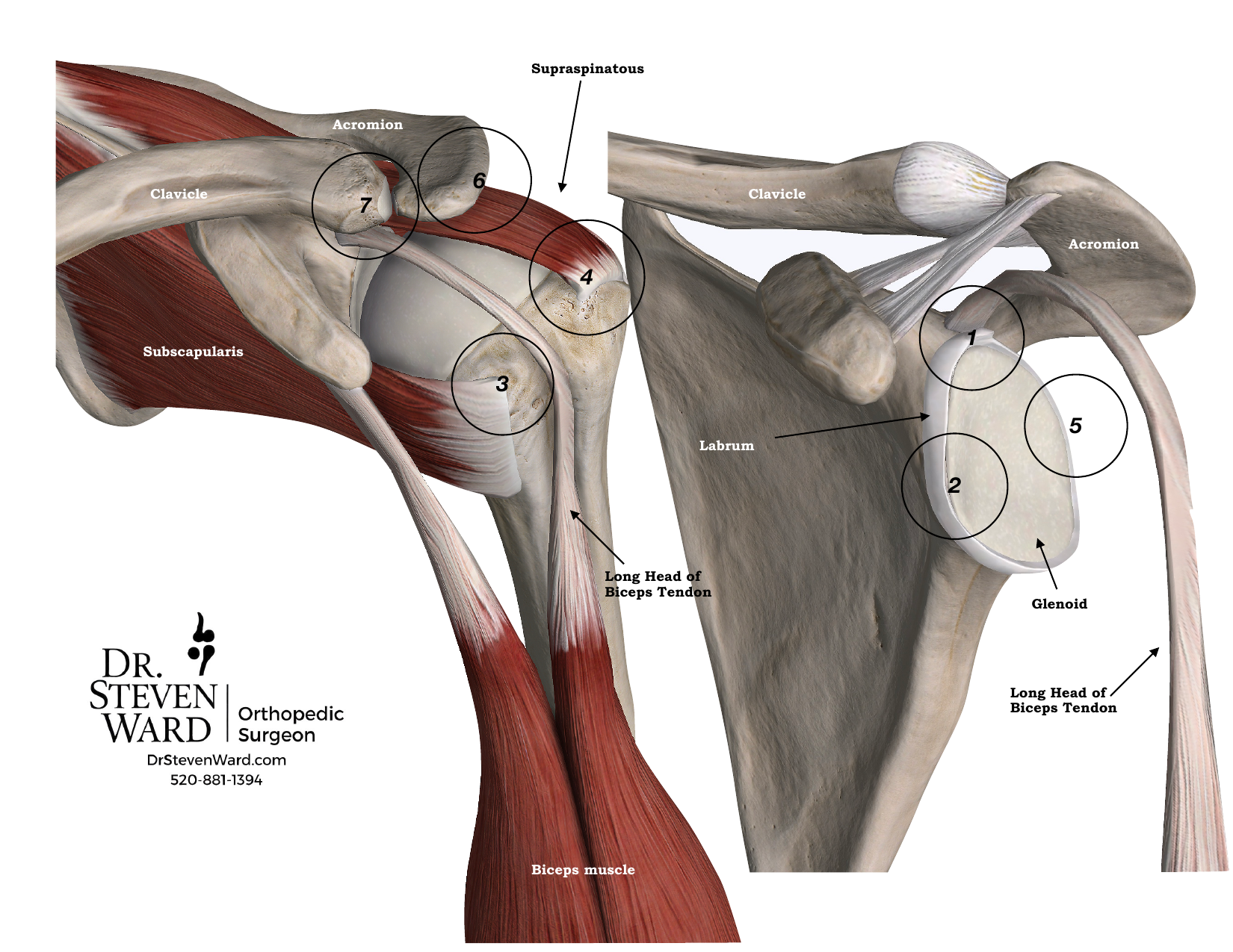 Labeled anterior and lateral views of the shoulder with numbered landmarks