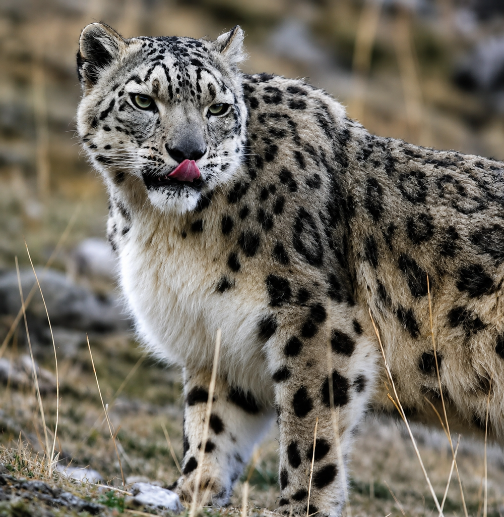 Snow leopard in its rocky mountain habitat