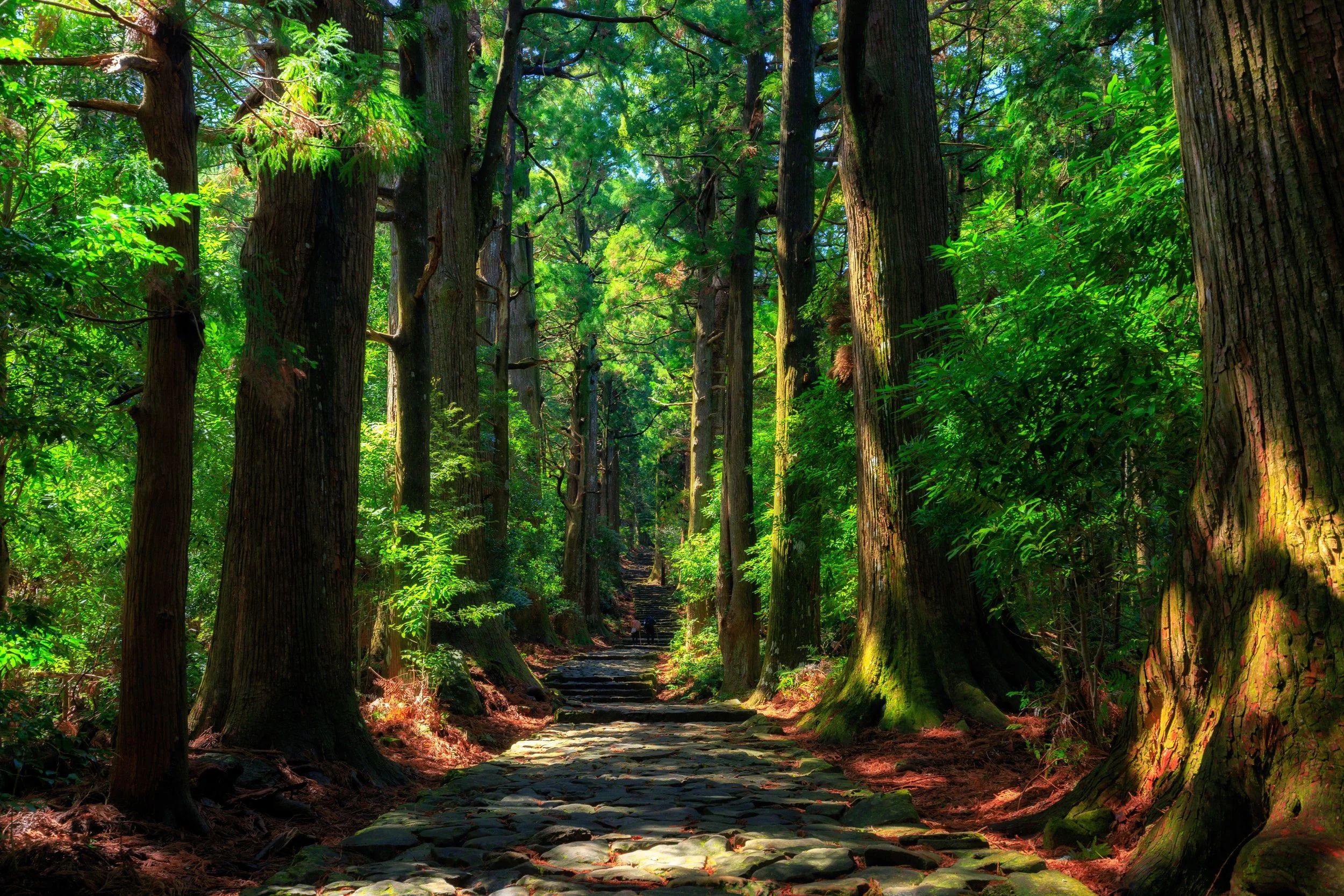 Cedar forest in Koyasan Japan