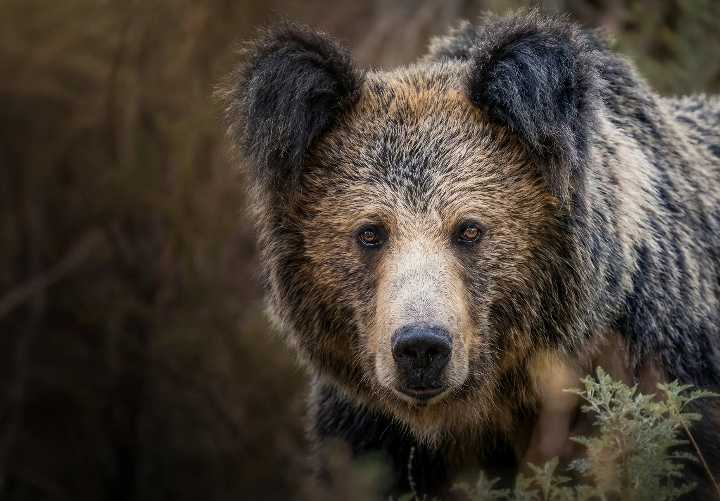 Tibetan Brown Bear of the Tibetan Plateau