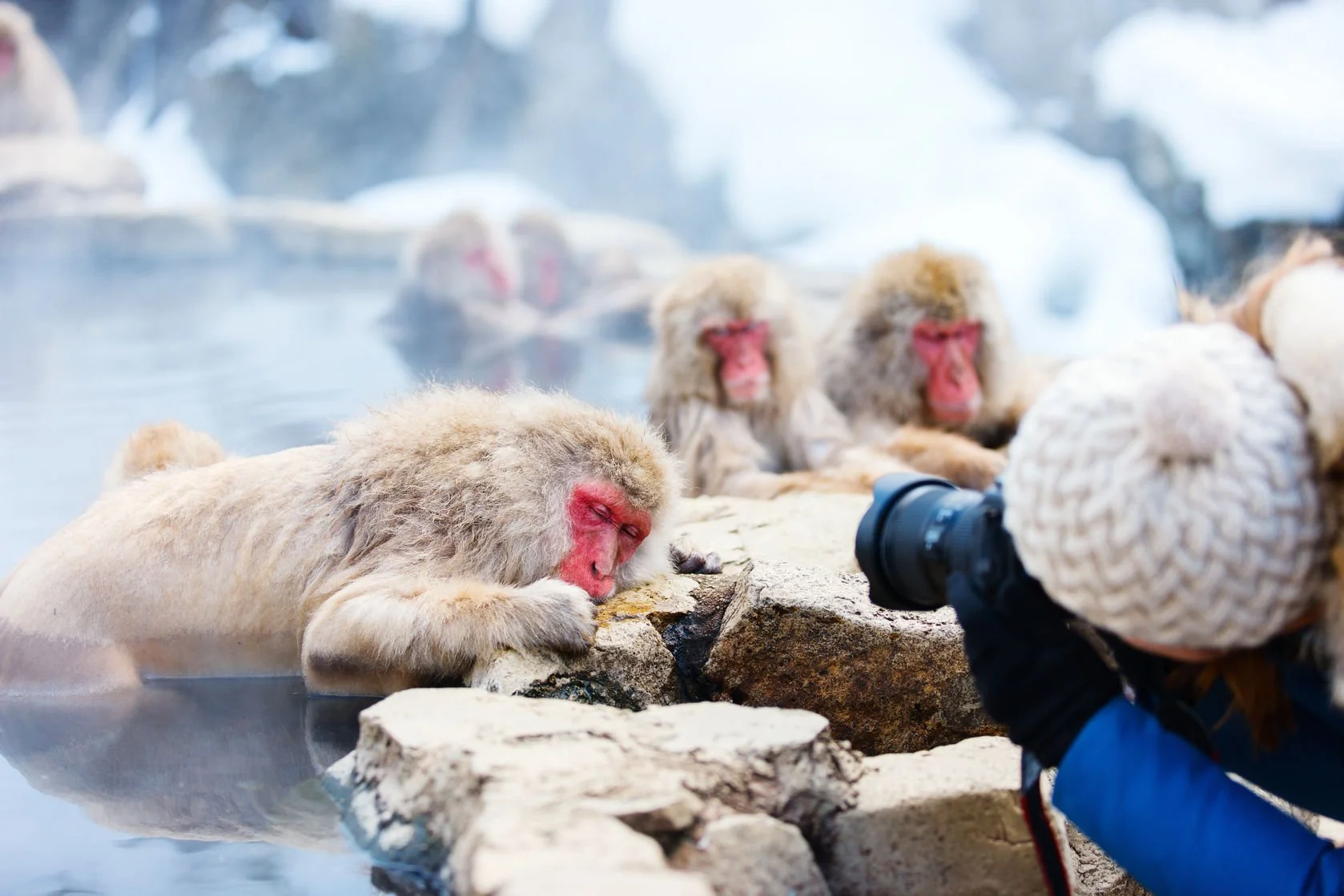 World Untouched guest photographing Snow monkeys