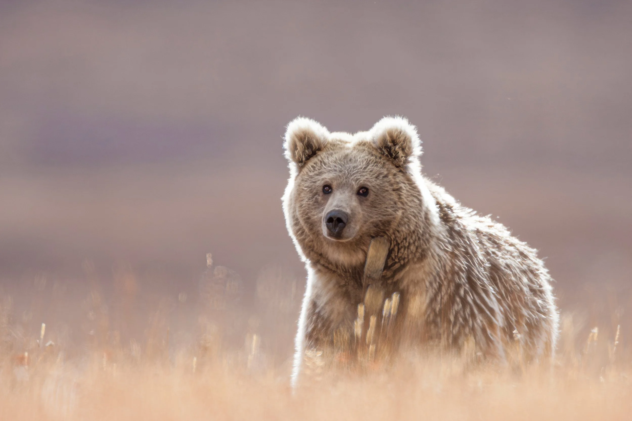 High grassland Tibetan Brown Bear near Yushu
