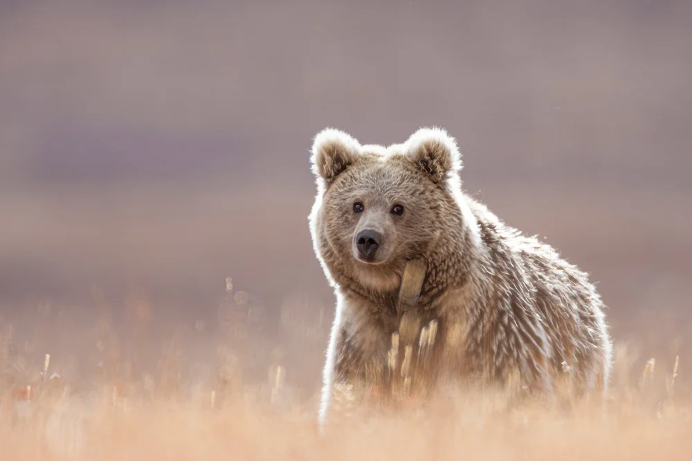 High grassland Tibetan Brown Bear near Yushu
