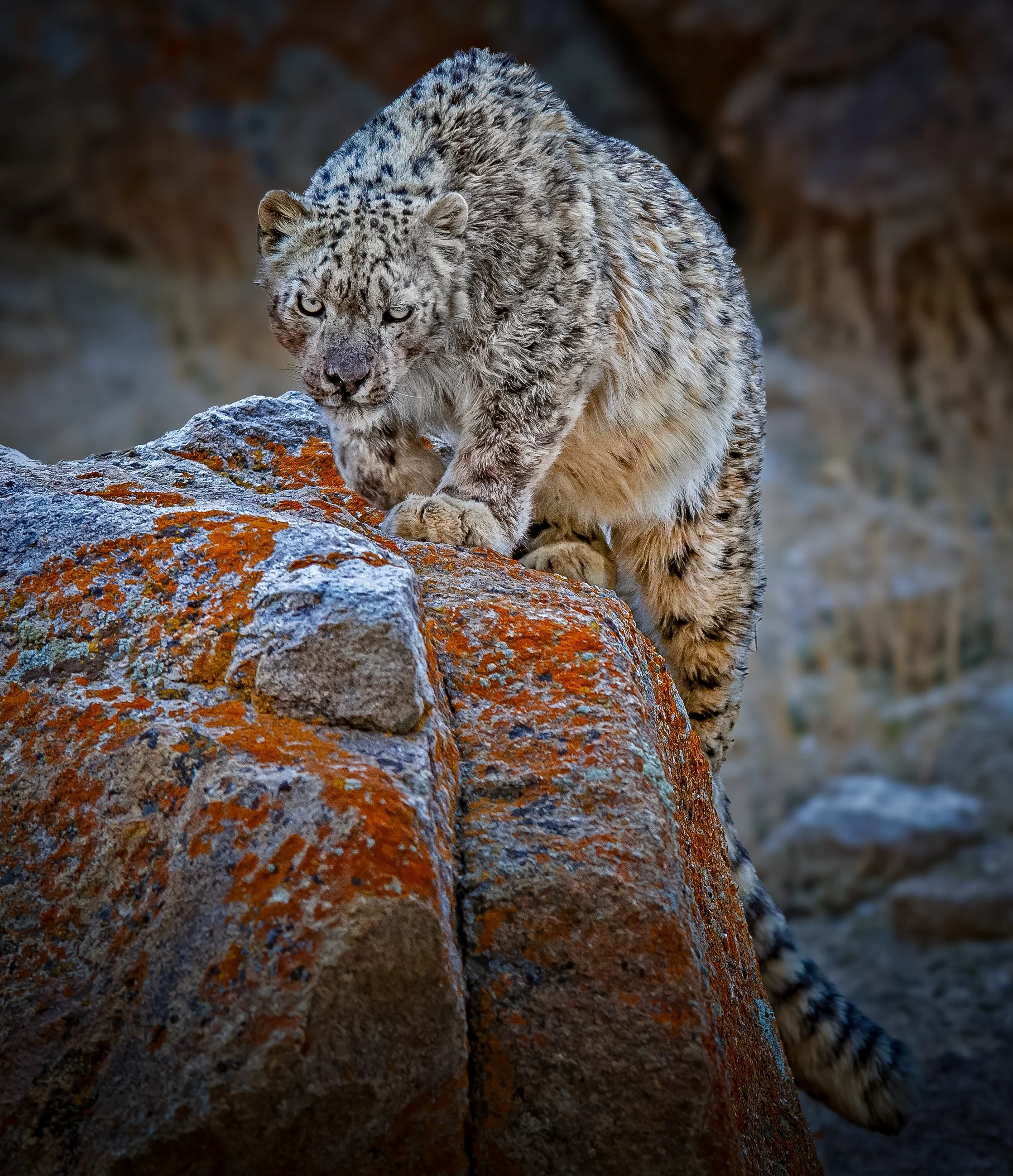 Snow Leopards of the Tibetan Plateau