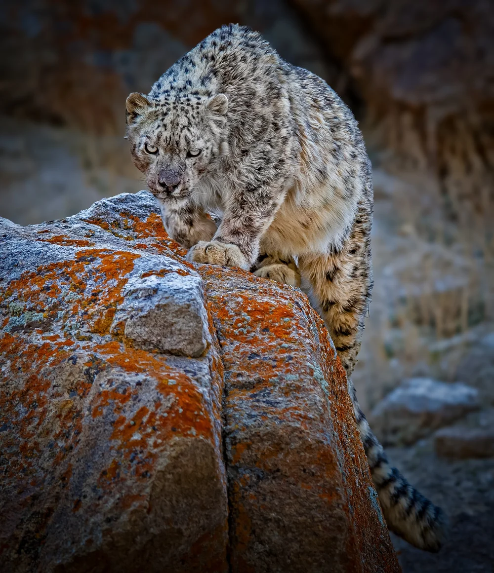 Snow Leopards of the Tibetan Plateau