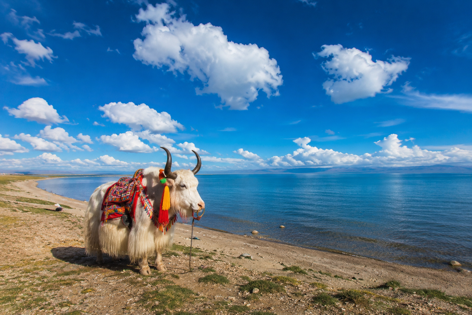 Qinghai Lake and Domestic Yak