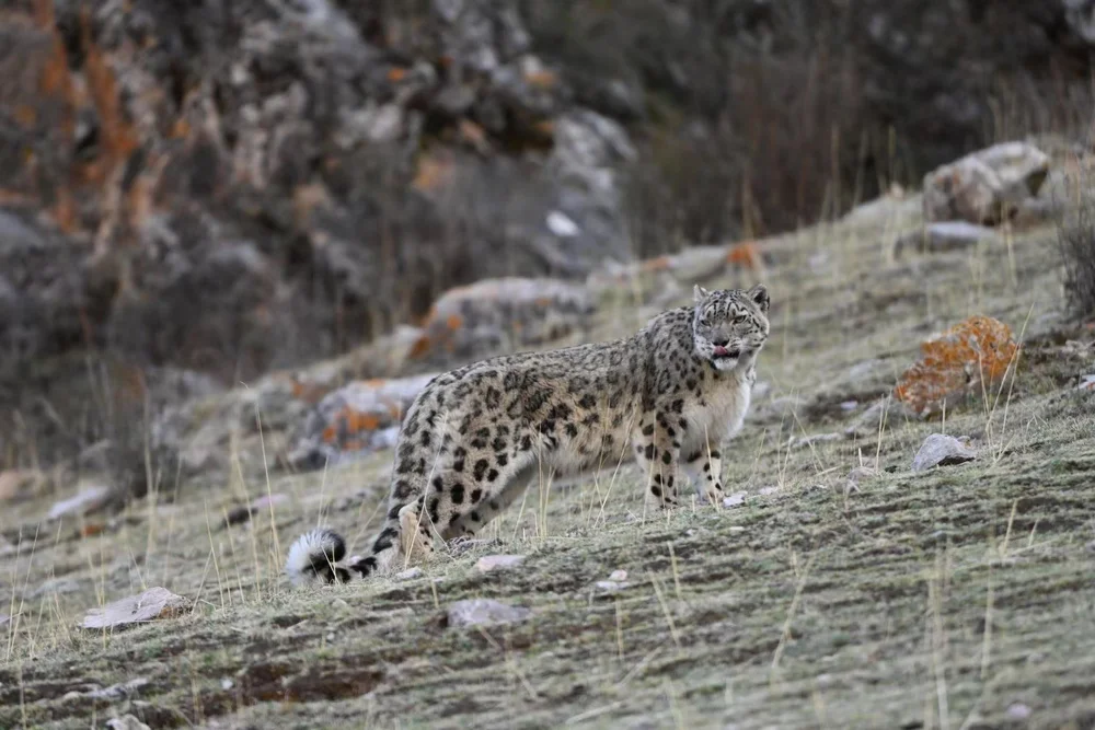 Snow leopard search in the highlands