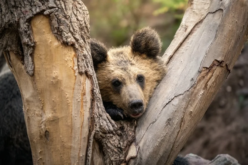 Tibetan brown bear country near Yushu