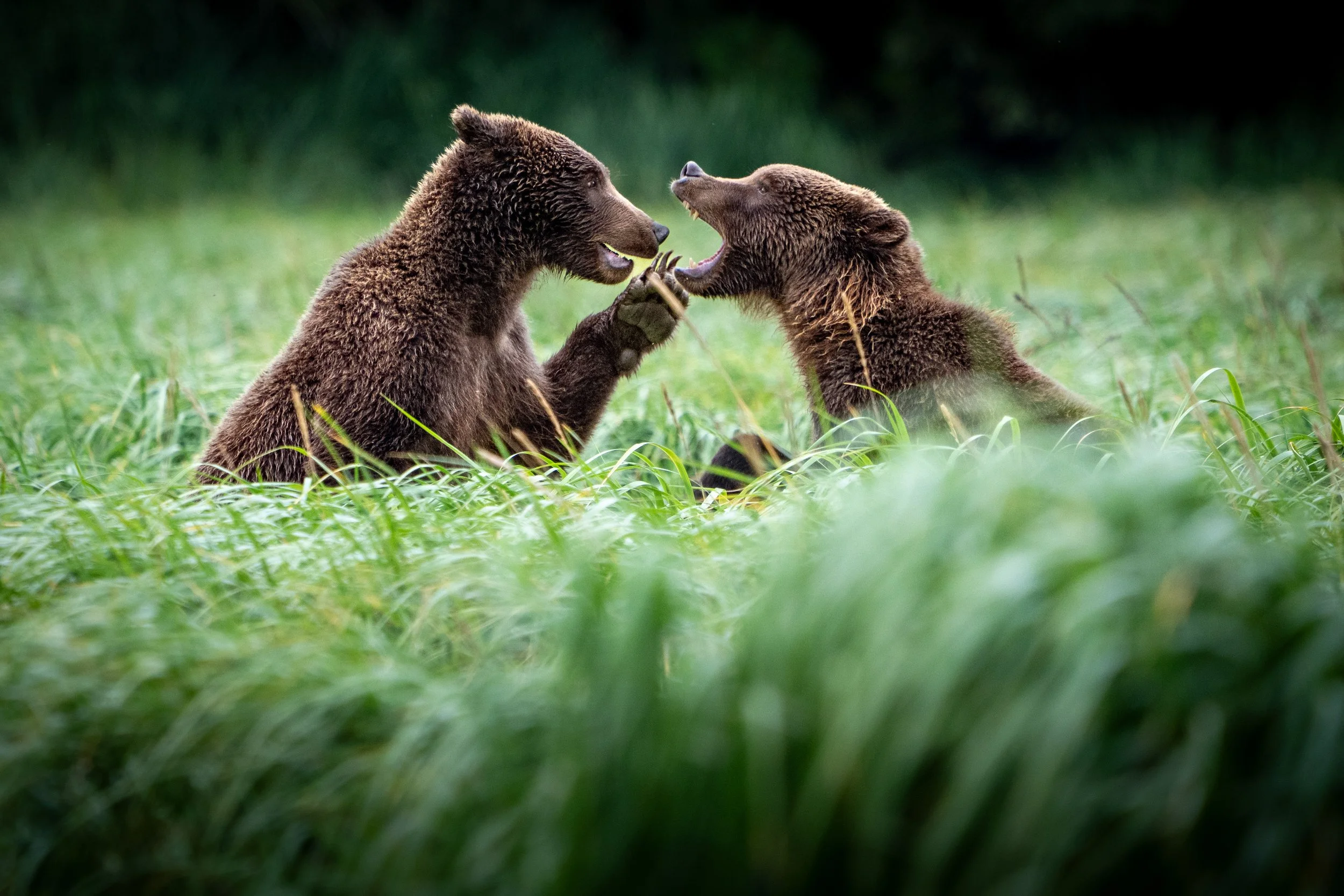 Alaska brown bears play fighting